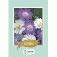 Скабиоза кавказcкая махровая