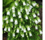 Симфіандра повисла - Symphyandra pendula