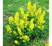 Вербейник - Lysimachia