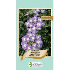 Вербена гибридная Аметист