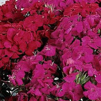 Гвоздика межвид AMAZON F1 NEON DUO