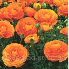 Лютик азиатский Mache™ Orange