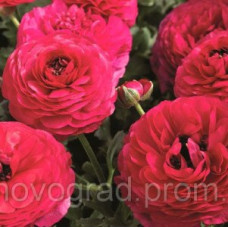 Лютик азиатский Mache™ Rose