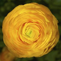 Лютик азиатский Magic™ Golden Yellow