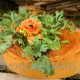 Лютик азиатский Magic™ Orange