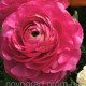Лютик азиатский Magic™ Rose