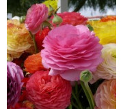 Лютик азіатський - Ranunculus asisticus