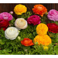 Лютик азіатський Bloomingdale II  Mix, 10 шт, Sakata