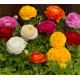 Лютик азіатський Bloomingdale II  Mix, 250 шт, Sakata