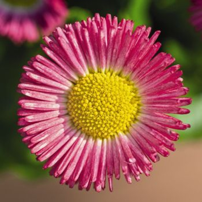Маргаритка Speedstar Plus: Rose