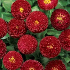 Маргаритка BELLISSIMA Red