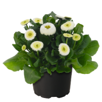 Маргаритка BellaDaisy White, 100 шт, Benary