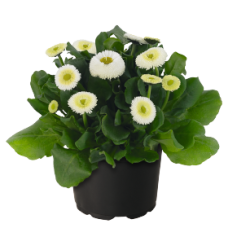Маргаритка BellaDaisy White, 25 шт, Benary