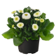 Маргаритка BellaDaisy White, 25 шт, Benary