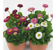 Серія "BellaDaisy" (Benary)