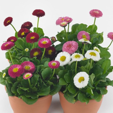 Маргаритка BellaDaisy Mix,25 шт, Benary