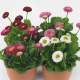 Маргаритка BellaDaisy Mix,25 шт, Benary
