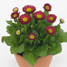 Маргаритка BellaDaisy Red, 25 шт, Benary