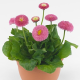 Маргаритка BellaDaisy Pink, 500 шт, Benary
