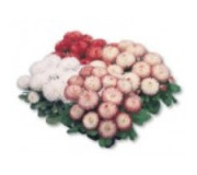 Маргаритка - Bellis perennis