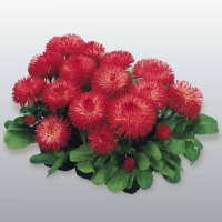 Маргаритка Habanera: Red, 100 шт, Benary