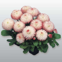Маргаритка Habanera: Rose, 100 шт, Benary