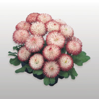 Маргаритка Habanera: White with Red Tips, 500 шт, Benary