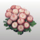 Маргаритка Habanera: White with Red Tips, 500 шт, Benary