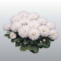 Маргаритка Habanera: White, 500 шт, Benary