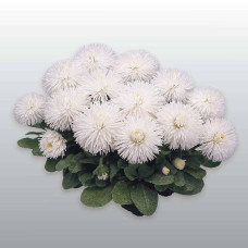 Маргаритка Habanera: White, 100 шт, Benary