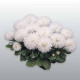 Маргаритка Habanera: White, 500 шт, Benary