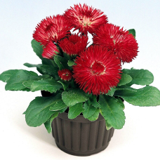 Маргаритка Rogli: Red, 50 шт, Benary
