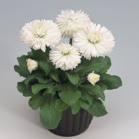Маргаритка Rogli: White, 250 шт, Benary