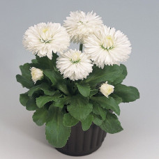 Маргаритка Rogli: White, 50 шт, Benary