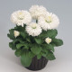 Маргаритка Rogli: White, 250 шт, Benary