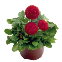 Маргаритка Tasso: Red, 1000 шт, Benary