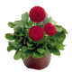 Маргаритка Tasso: Red, 1000 шт, Benary