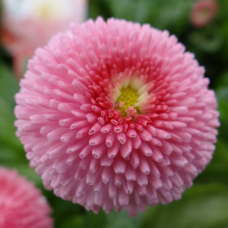Маргаритка Tasso: Pink, 50 шт, Benary