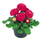 Маргаритка Tasso: Deep Rose