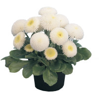 Маргаритка Tasso: White, 250 шт, Benary