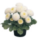 Маргаритка Tasso: White, 50 шт, Benary