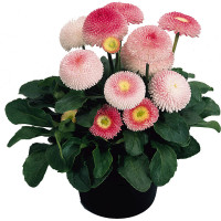 Маргаритка Tasso: Strawberries & Cream, 250 шт, Benary
