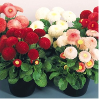 Маргаритка Tasso: Mix, 1000 шт, Benary