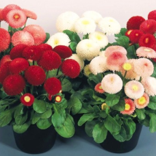 Маргаритка Tasso: Mix, 50 шт, Benary