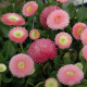 Маргаритка Tasso: Pink, 1000 шт, Benary