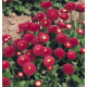 Маргаритка Tasso: Deep Rose
