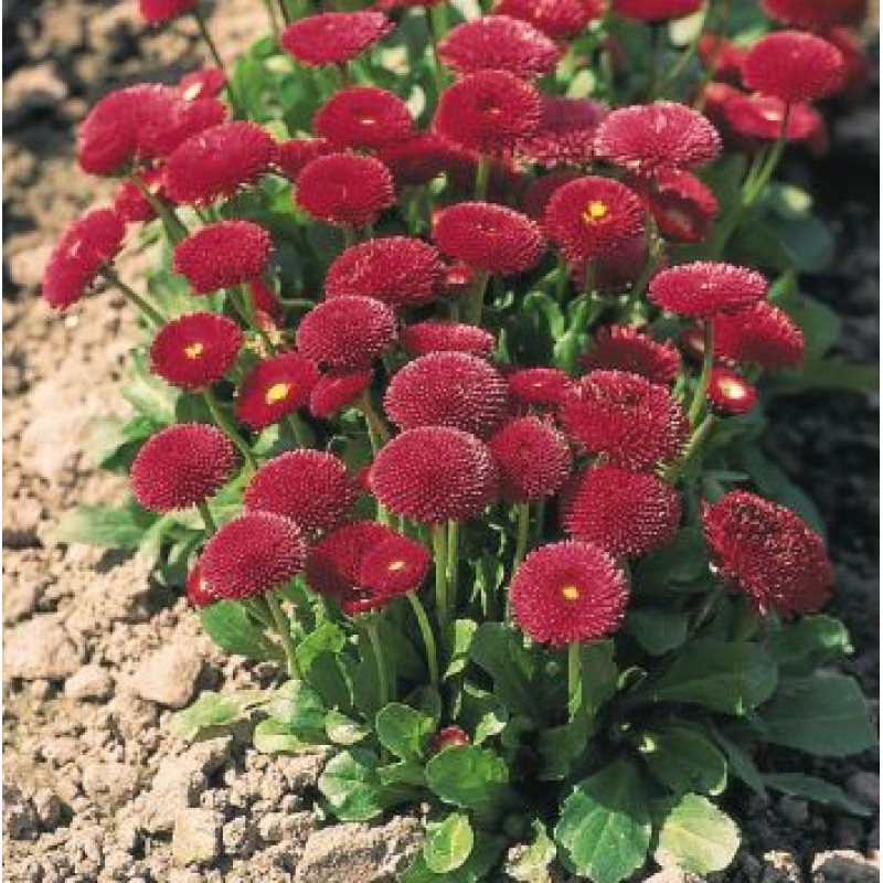 Маргаритка Tasso: Red, 1000 шт, Benary