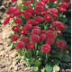 Маргаритка Tasso: Red, 1000 шт, Benary