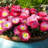 Маргаритка Bam Bam: Formula Mix, 50 шт, Floranova