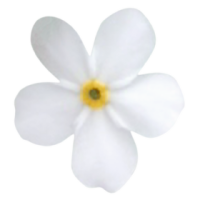 Незабудка Bellamy White